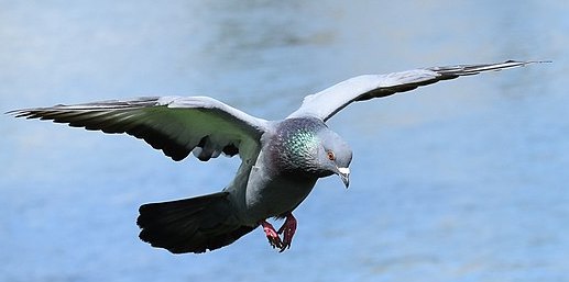 Pigeon